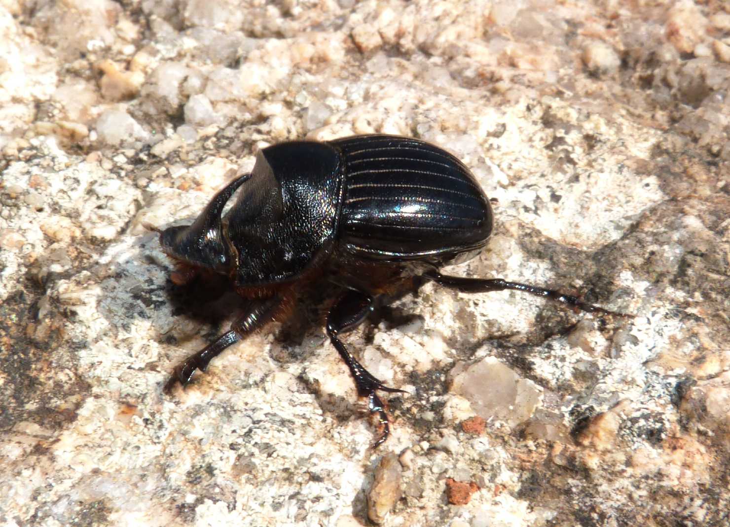 Copris hispanus